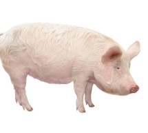 „Afrykański pomór świń- zasady ochrony świń przed chorobą” – film edukacyjny