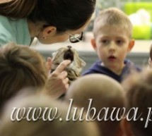 „Kangurki” u weterynarza „Kangurki” u weterynarza