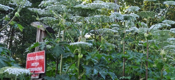 Barszcz Sosnowskiego – NIE DOTYKAJ! Barszcz Sosnowskiego – NIE DOTYKAJ!