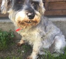 Poszukujemy właściciela czworonoga Poszukujemy właściciela czworonoga