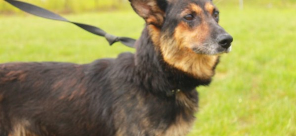 Zaadoptuj psa! Zaadoptuj psa!