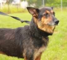 Zaadoptuj psa! Zaadoptuj psa!