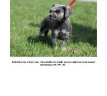 Poszukujemy właściciela psiaka Poszukujemy właściciela psiaka