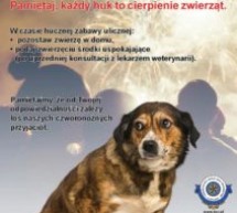 Apel o zabezpieczenie zwierząt domowych w noc sylwestrową Apel o zabezpieczenie zwierząt domowych w noc sylwestrową