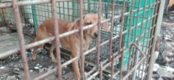 Poszukujemy właściciela psa Poszukujemy właściciela psa