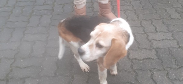 UWAGA! Poszukujemy właściciela psa UWAGA! Poszukujemy właściciela psa