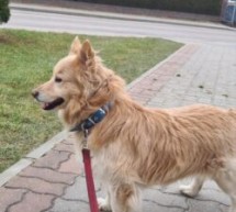 Szukamy nowego właściciela dla Frugo Szukamy nowego właściciela dla Frugo